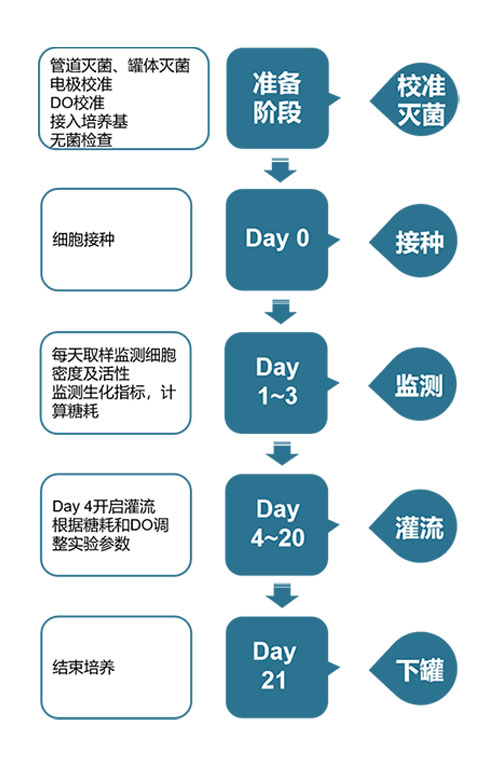 SKC800細胞培養(yǎng)流程圖.jpg